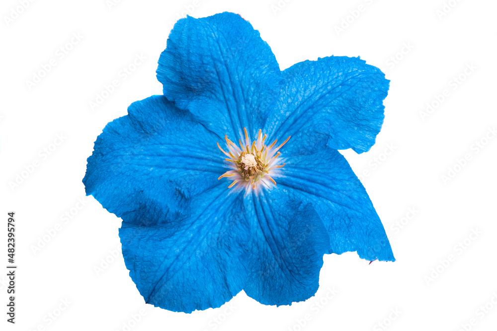 blue clematis flower isolated