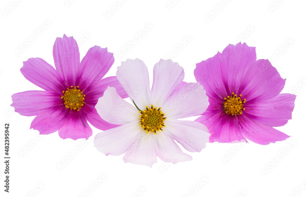 cosmea flower isolated