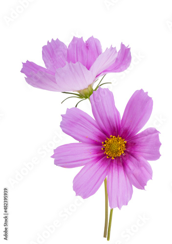 cosmea flower isolated