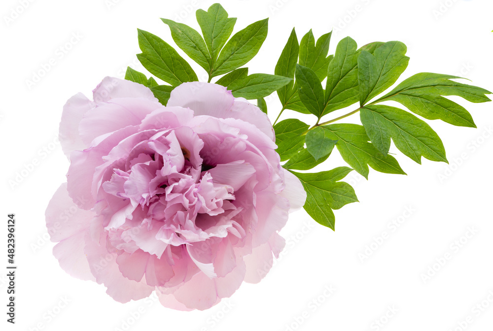 Obraz premium beautiful peony flower isolated