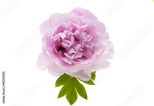 beautiful peony flower isolated © ksena32