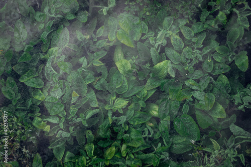 close-up frozen mint grows densely under glass, top view