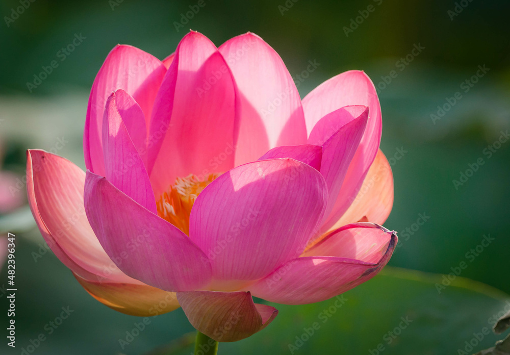 Lotus bloom in delta of Volga river, Russia Lotus bloom in delta of Volga river, Russia