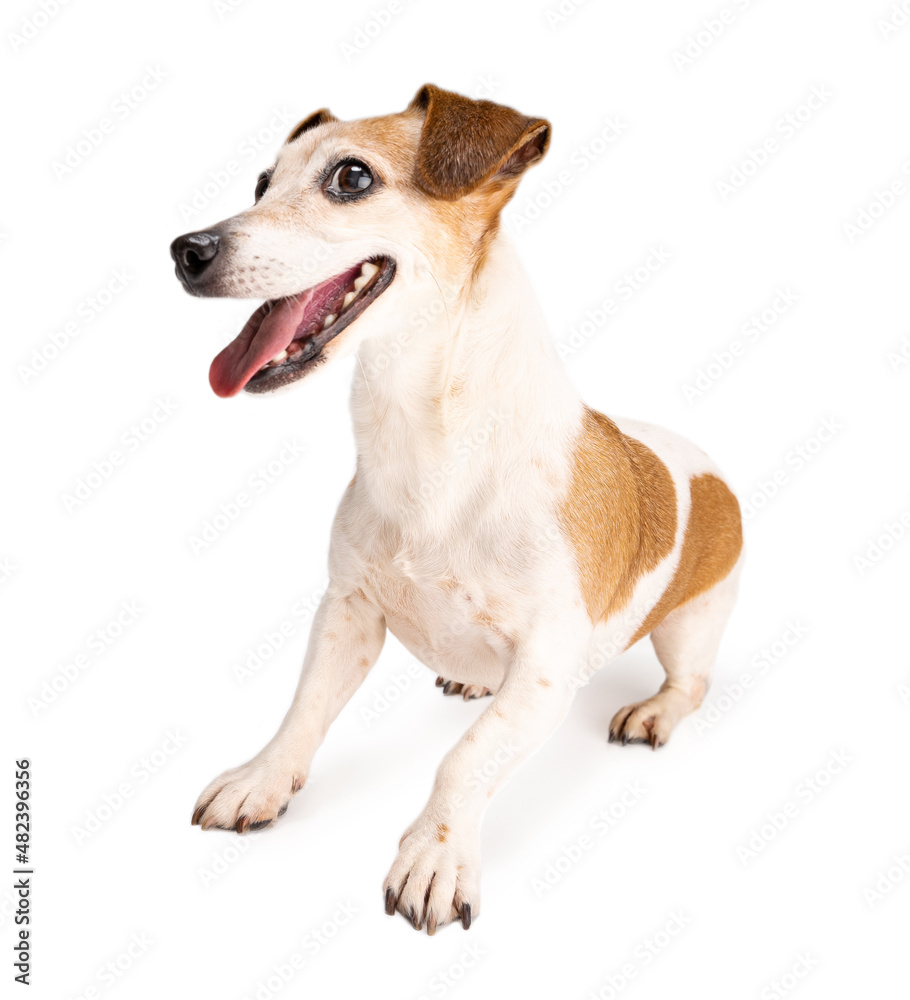 Dog looking to left side profile view waiting for toy. Excited active dog emotions. Smiling pet on white background sits upright. satisfied positive emotions. Happy pet theme Dog looking to left side profile view waiting for toy. Excited active dog emotions. Smiling pet on white background sits upright. satisfied positive emotions. Happy pet theme