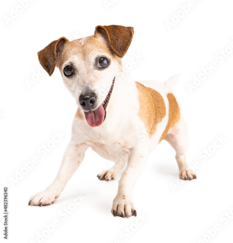 Active small dog wants to play. Excited look dog is standing in full growth in an excited impatient pose preparing to run. Cute pet Jack Russell terrier on white background