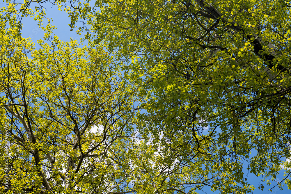 beautiful scenery in spring in the park beautiful scenery in spring in the park