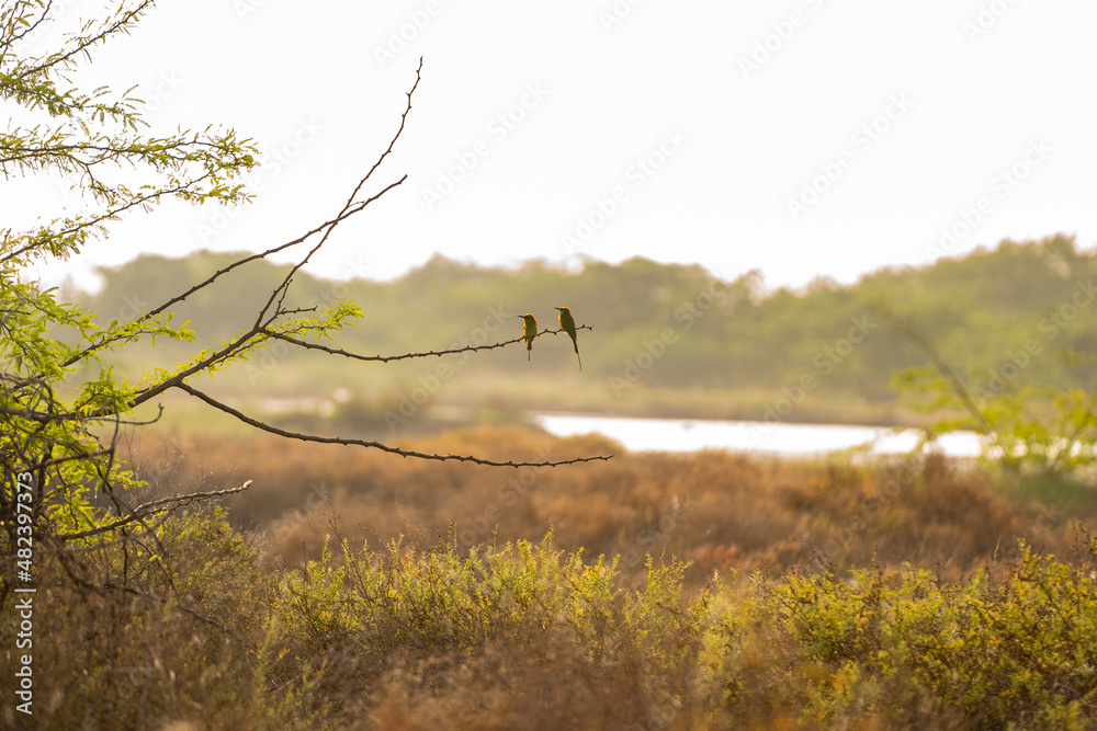 Fototapeta premium a pair of green bee eaters