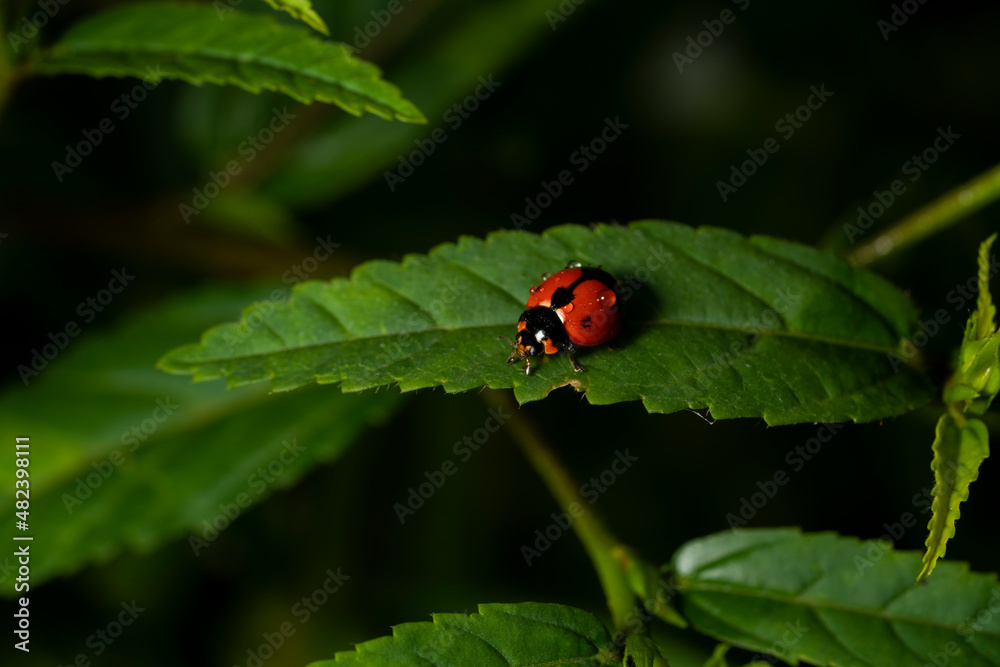 a lady bug on a leaf a lady bug on a leaf