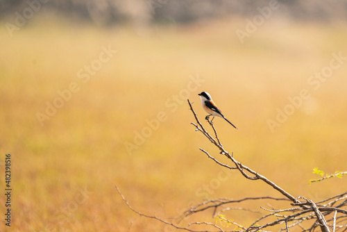 shrike on the edge of a branch