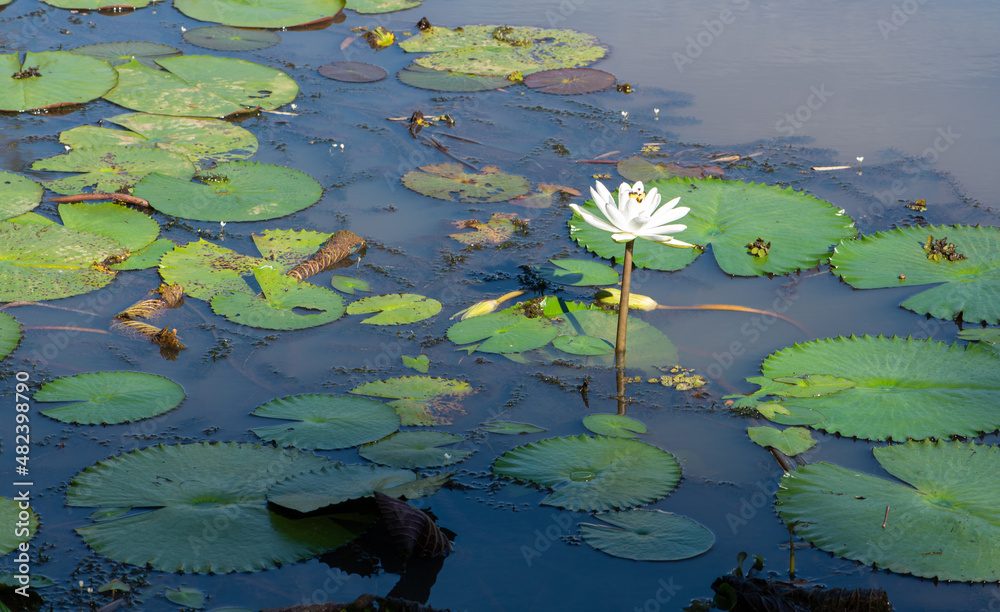 Aquatic plant flower blooming and showing all its beauty in a lake in Brazil, selective focus. Aquatic plant flower blooming and showing all its beauty in a lake in Brazil, selective focus.