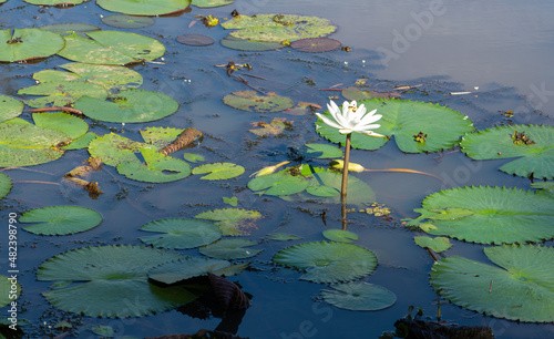 Aquatic plant flower blooming and showing all its beauty in a lake in Brazil, selective focus.