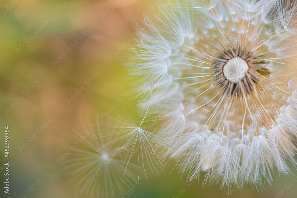 Fototapeta premium Dandelion, details of a dandelion dropping its seeds, abstract background, selective focus.