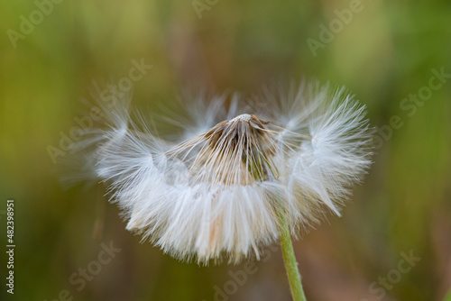 Dandelion  details of a dandelion dropping its seeds  abstract background  selective focus.