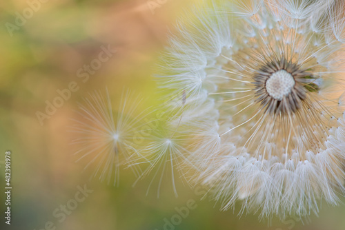Fototapeta Naklejka Na Ścianę i Meble -  Dandelion, details of a dandelion dropping its seeds, abstract background, selective focus.