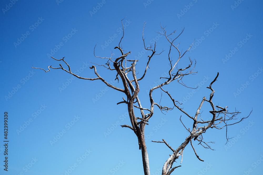 Closeup dried body of dead tree isolated on the blue sky background