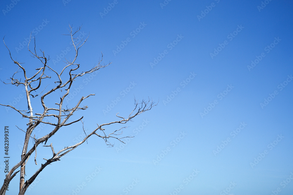 Closeup dried body of dead tree isolated on the blue sky background with copy space for adding text Closeup dried body of dead tree isolated on the blue sky background with copy space for adding text