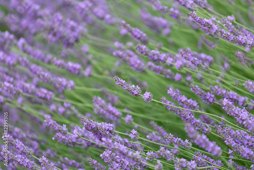 Purple violet color lavender flower field closeup background