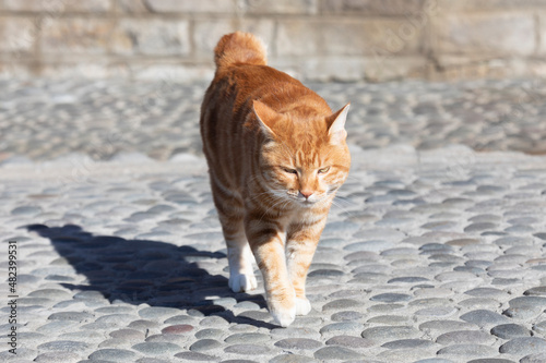 Kurilian Bobtail, red color, Kunashir Island, South Kuriles photo