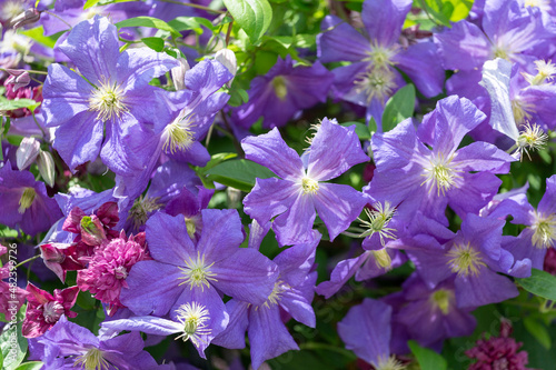 violet flowers of a klematis lit with the bright summer sun