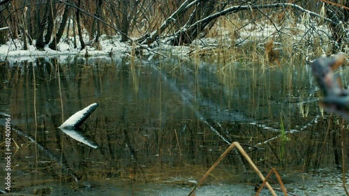 Reed thickets in spring water