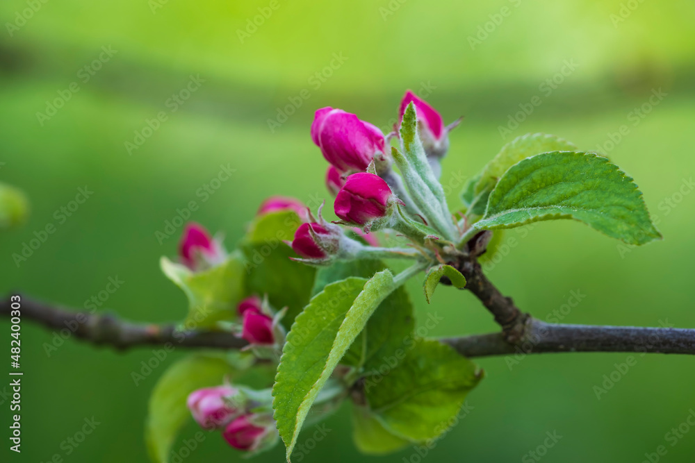 Macros of pink apple blossoms against a blurred green background Macros of pink apple blossoms against a blurred green background