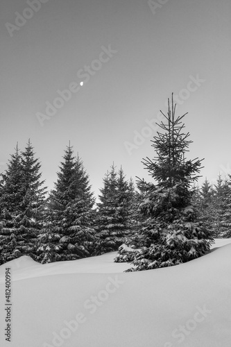 Fir trees in the morning with fresh snow and moon in the sky in austria  tannheimer valley  tyrol