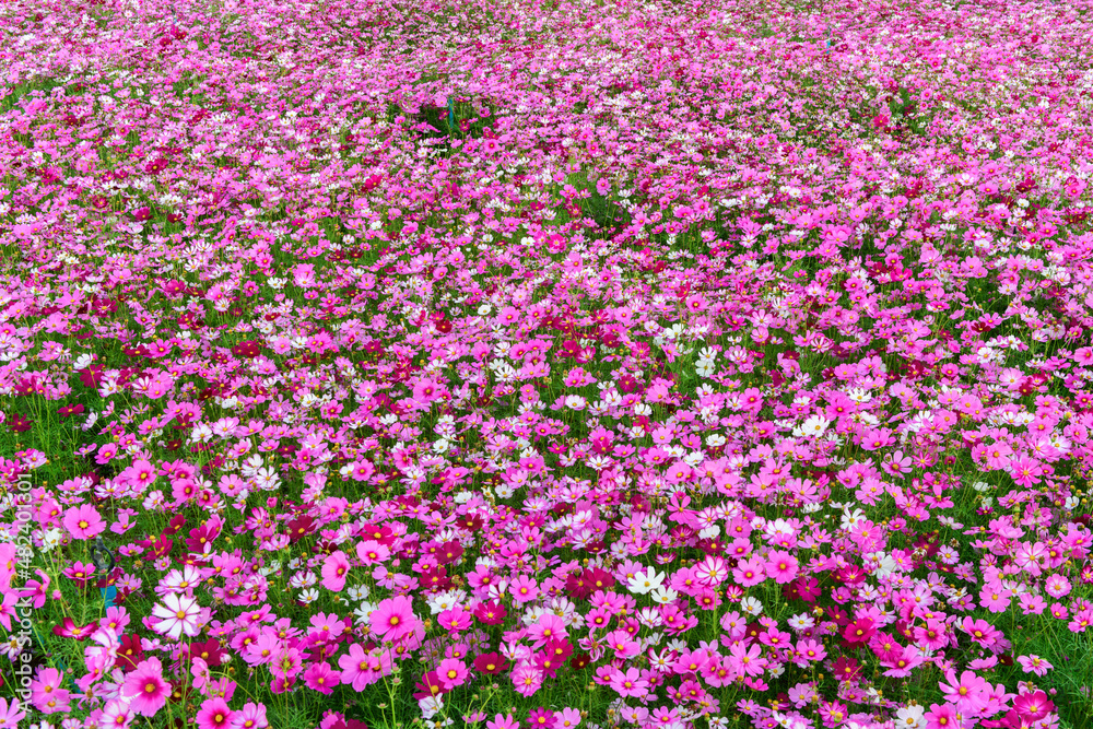 beautiful cosmos flower in garden, colorful cosmos flower blooming