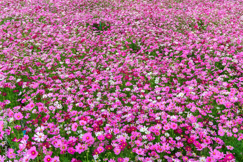 beautiful cosmos flower in garden  colorful cosmos flower blooming