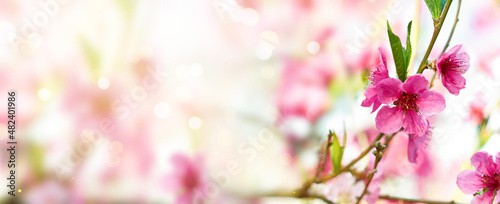 Sprig of a peach tree with pink flowers. Spring background