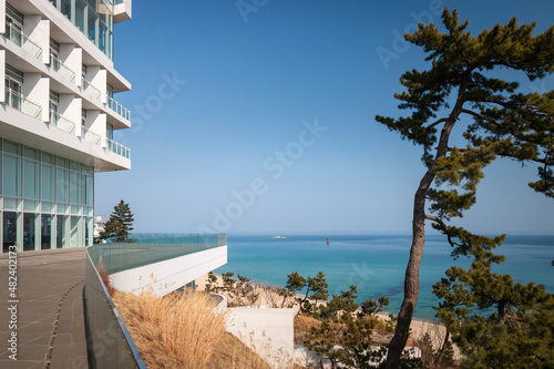 Scenic view of Sea of Japan and pine tree, Gangneung, South Korea.
