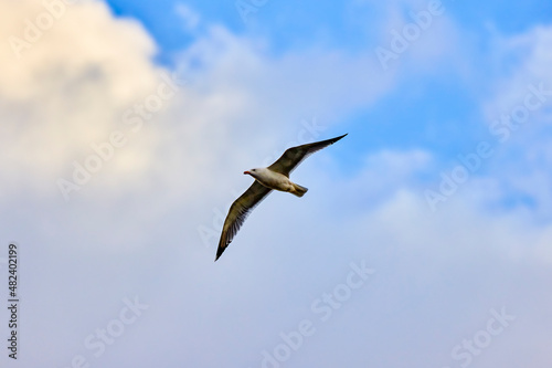 A beautiful view of a seagull in the flight