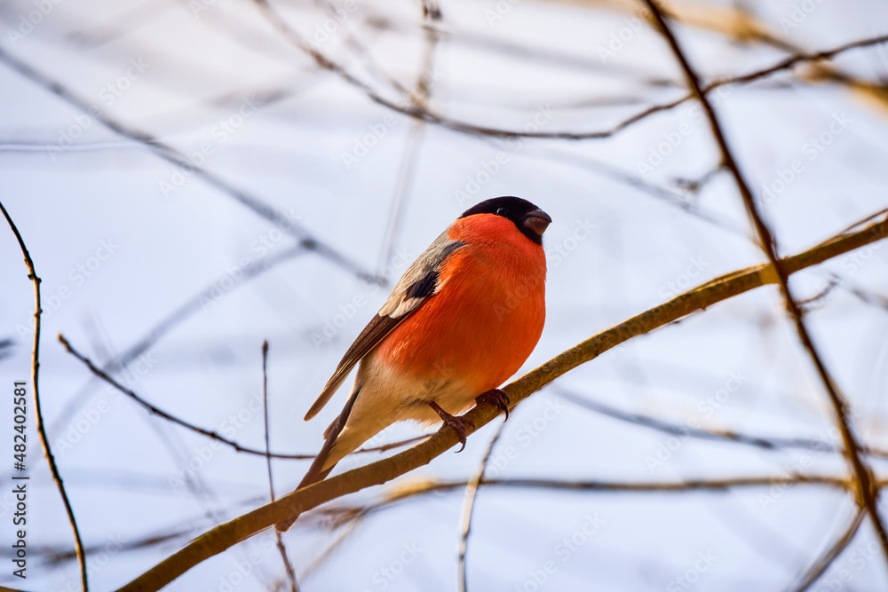 Eurasian (common) bullfinch (Pyrrhula pyrrhula) sitting on a branch. Eurasian (common) bullfinch (Pyrrhula pyrrhula) sitting on a branch.