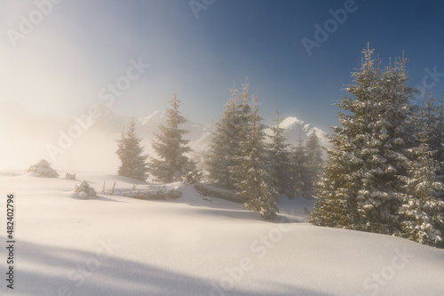 Misty sunrise above the clouds in the alps with fresh snow and fir trees