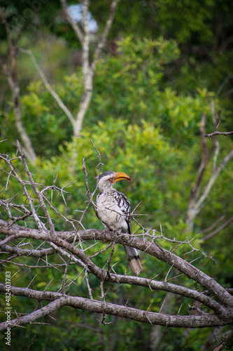 Yellow-Billed Hornbill perched on branch