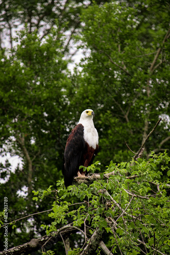 African Fish Eagle in the Sabi-Sabi game reserve
