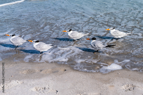 Beautiful picture with the view of Melbourne Beach in Florida with Gull birds photo