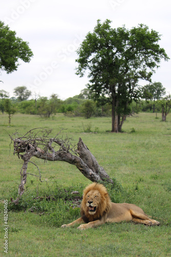 Male lion resting in the grass