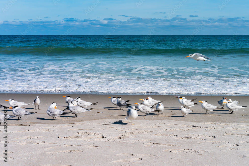 Beautiful picture with the view of Melbourne Beach in Florida with Gull birds Beautiful picture with the view of Melbourne Beach in Florida with Gull birds