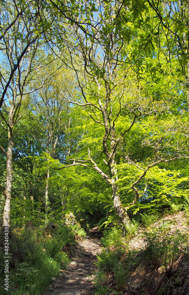Obraz premium springtime woodland with a narrow path between large beech trees with bright green glowing leaves illuminated by bright morning sunshine