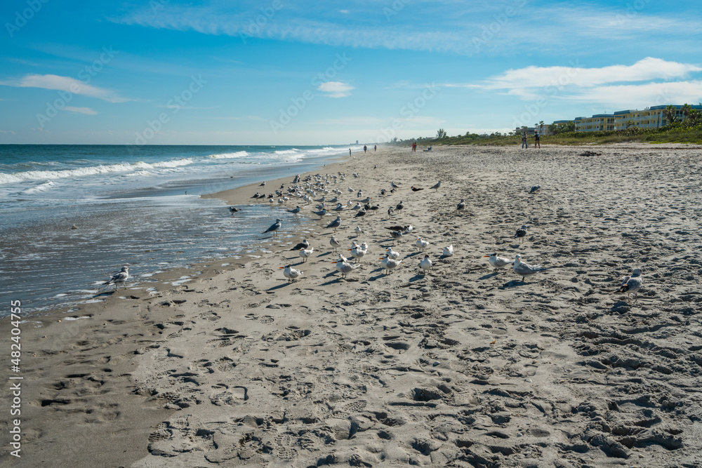 Beautiful picture with the view of Melbourne Beach in Florida with Gull birds Beautiful picture with the view of Melbourne Beach in Florida with Gull birds