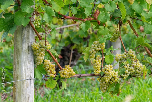 Grapes ripening on vines on Old Mission Peninsula near Traverse City, Michigan.