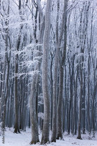Beech forest in winter. Tree branches and trunks covered with rime. Picture taken on a cloudy day, uniform and soft light.