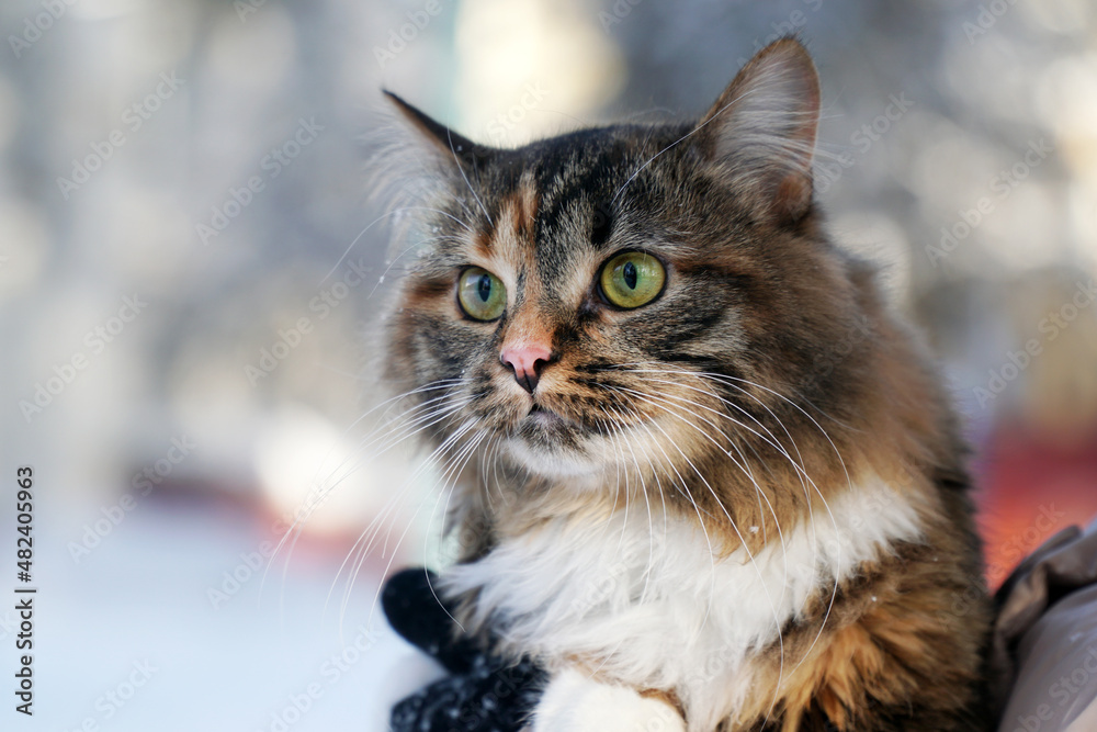 The head of cat on hands in the winter in nature