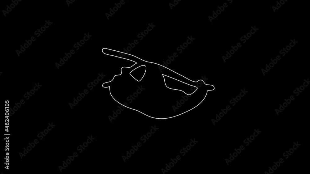 white linear koala silhouette. the picture appears and disappears on a black background. white linear koala silhouette. the picture appears and disappears on a black background.