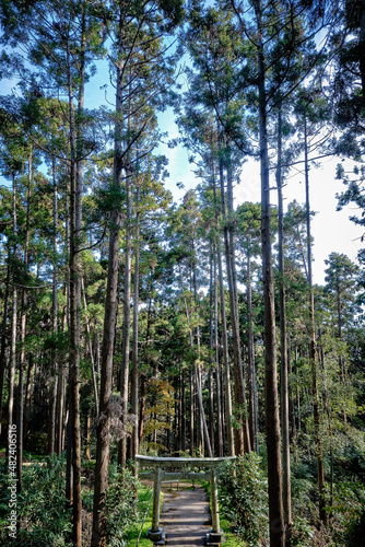pine forest in the morning