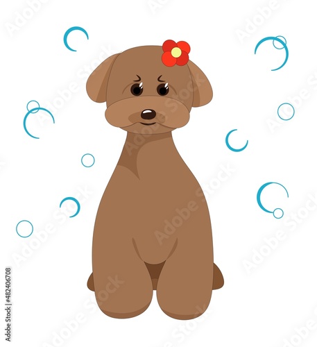cute dog on the background of soap bubbles. the dog has a bow on its head