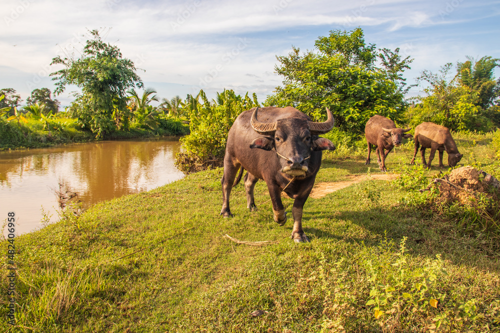 Fototapeta premium Water Buffalo in a Rice Field Thailand Southeast Asia