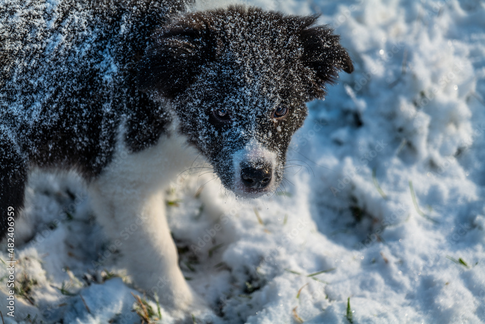 Obraz premium Border Collie im Schnee