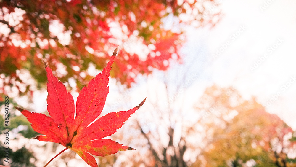 Autumn leaves with the blue sky background Autumn leaves with the blue sky background