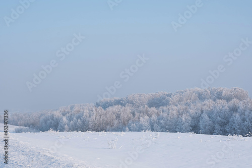 Winter forest and foggy sky. Dreamy winter forest with snow on trees. 